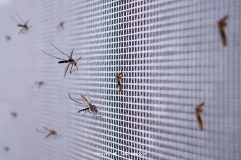 Mosquito Net Prevents Diseases